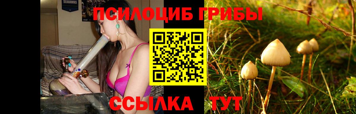 Галлюциногенные грибы Psilocybe Сосновый Бор